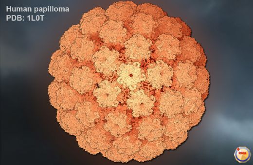 Human Papilloma Virüsü