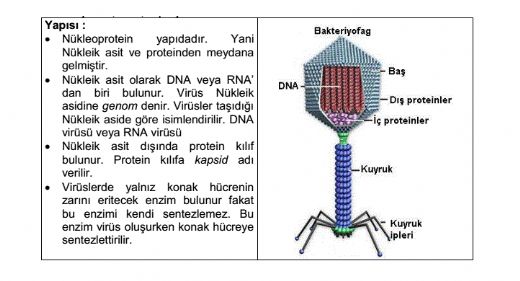 Virüslerin Yapıları